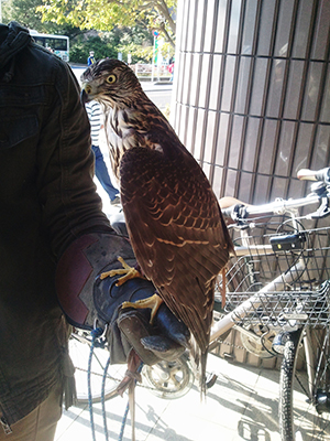 鳥の博物館のオオタカ