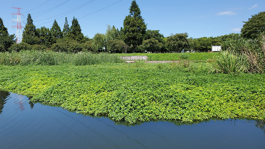 美しい手賀沼を取り戻す:特定外来生物対策と水質改善等